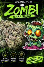 Zombi BLUEBBERRY KUSH DC ( FLEURS )